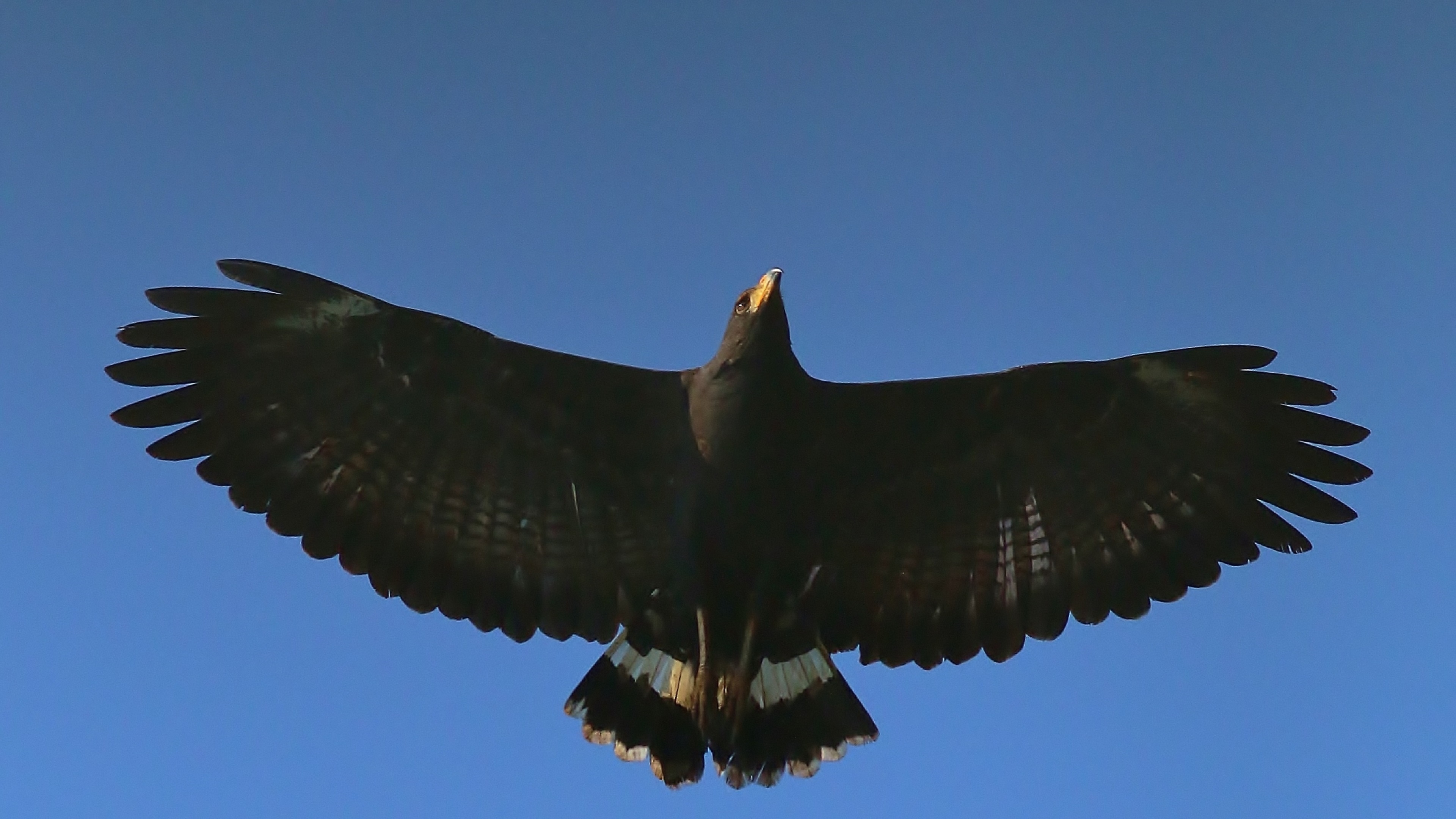 Common Black Hawk
